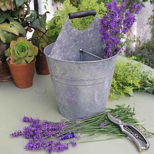 Antique Grey Herb Bucket