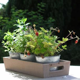 Three Herb Pots with Wooden Tray