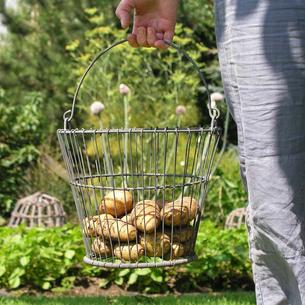 Wirework Harvest Bucket