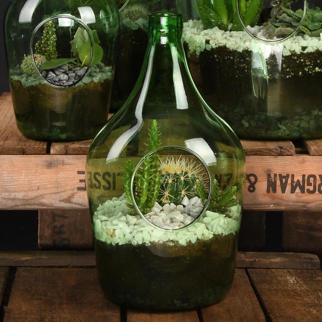 Buy Open Terrarium Bottle — The Worm that Turned revitalising your