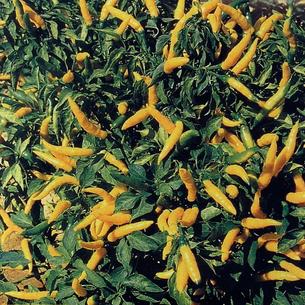 Chilli and Peppers