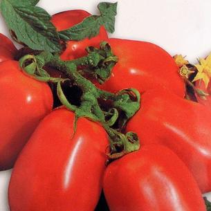 Tomatoes