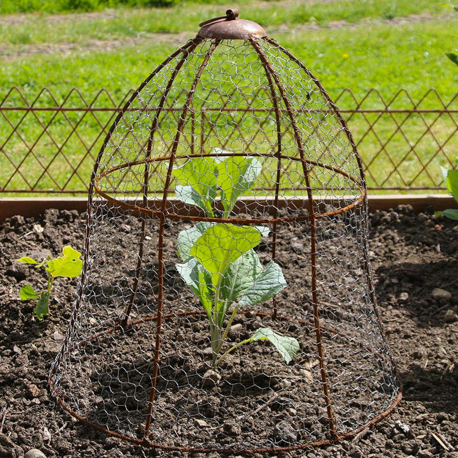 Buy Bell Plant Cloche — The Worm that Turned revitalising your