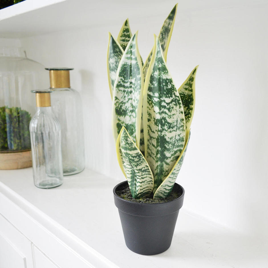 Buy Varigated Faux Snake plant in pot — The Worm that