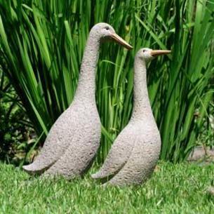 Runner Ducks