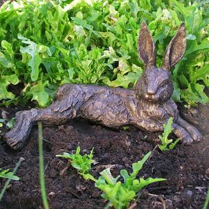 Relaxing Hare