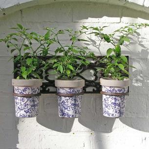 Wall Holder with 3 Ceramic Pots