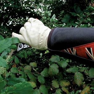 Anti Bramble Super Tough Gauntlets