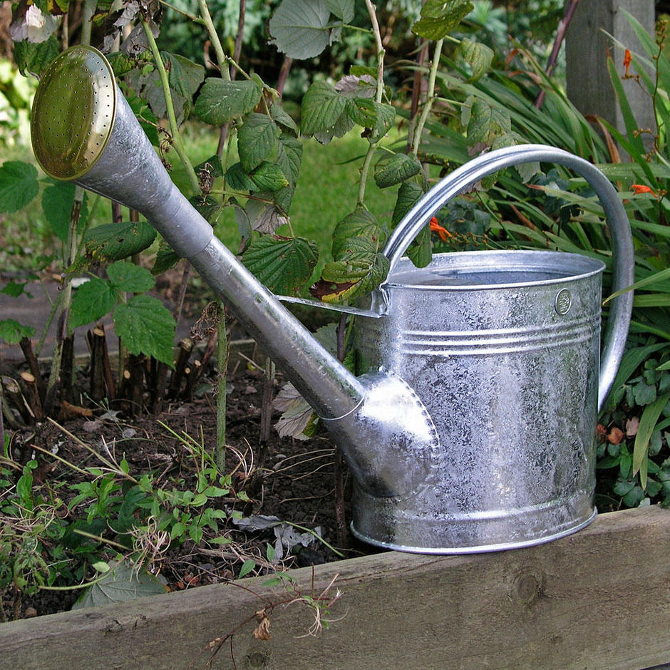 Buy Galvanised Watering Can — The Worm that Turned revitalising your