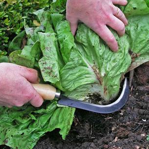Vegetable Harvesting Knife
