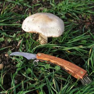 Mushroom Collecting Knife