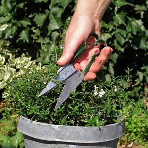 Herb Snips