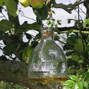 Clear Glass Wasp Catcher