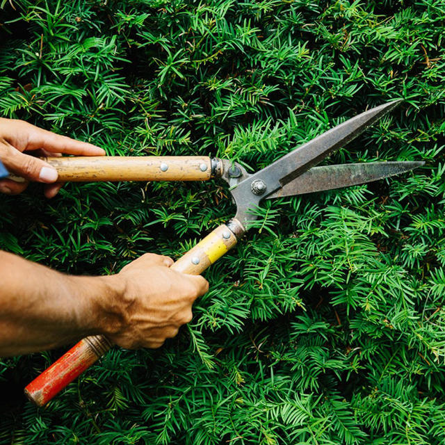Buy Okatsune Japanese Pruning Shears — The Worm that Turned