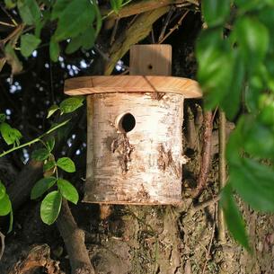 Silver Birch Nesting Boxes