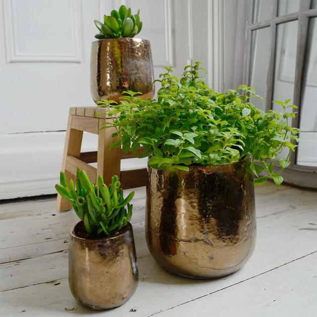 Buy Divine Gold Indoor Plant Pots — The Worm that Turned revitalising