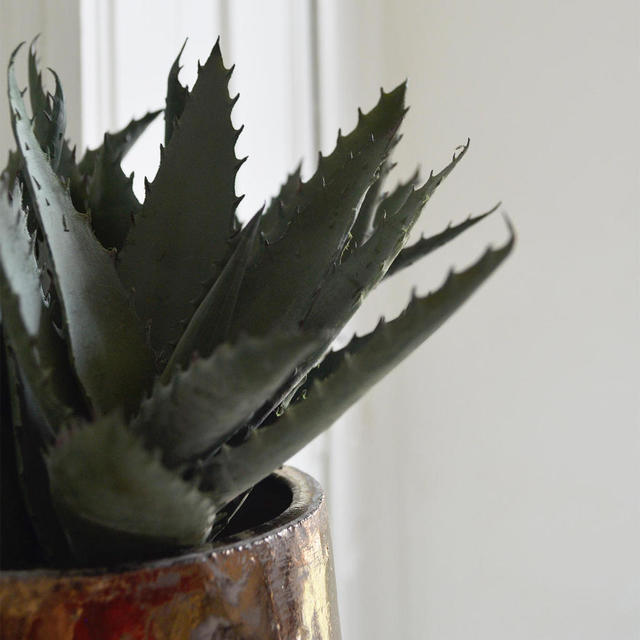 Buy Faux Aloe Plant — The Worm that Turned revitalising your outdoor