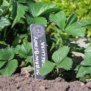 Kew Garden Slate Plant Markers 
