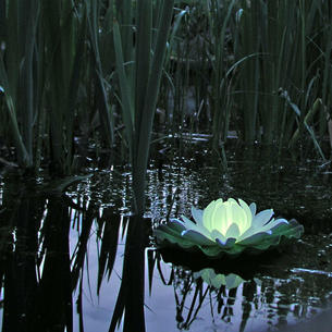 Floating Water Lily Light
