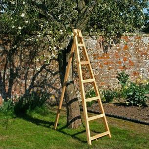 Orchard Ladder
