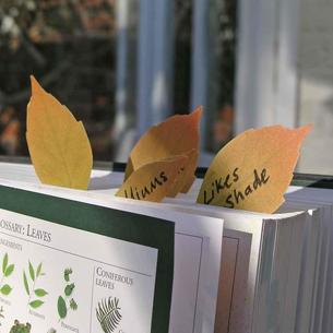 Leaf-it Notes