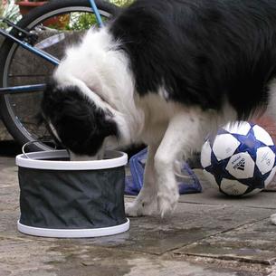 Doggie Bucket in a Bag
