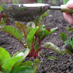 Sophie Conran Potting Sieve