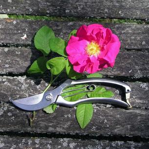 Sophie Conran Secateurs