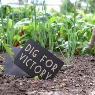  Dig for Victory Postcard and Seeds