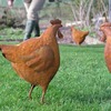 Rusty Chicken