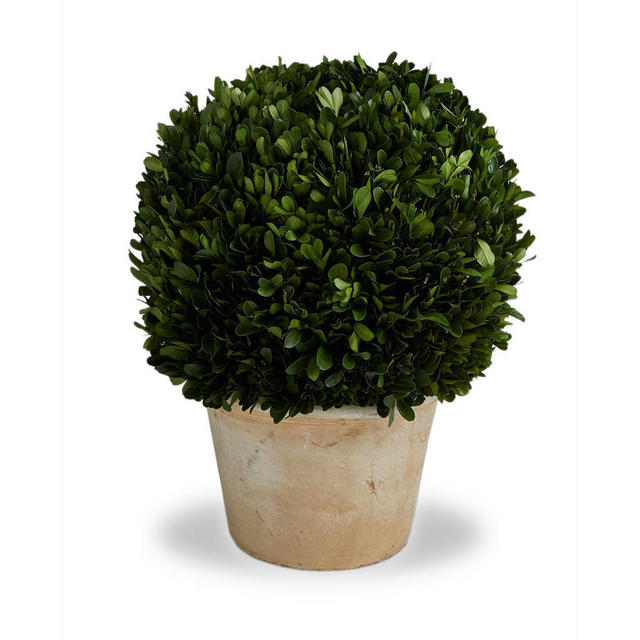 Buy Preserved Topiary Ball with Planter — The Worm that Turned